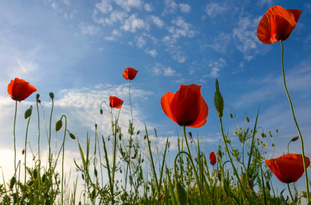 istock Wild flowers and blue sky background in sunny day, springtime. 1159566304
