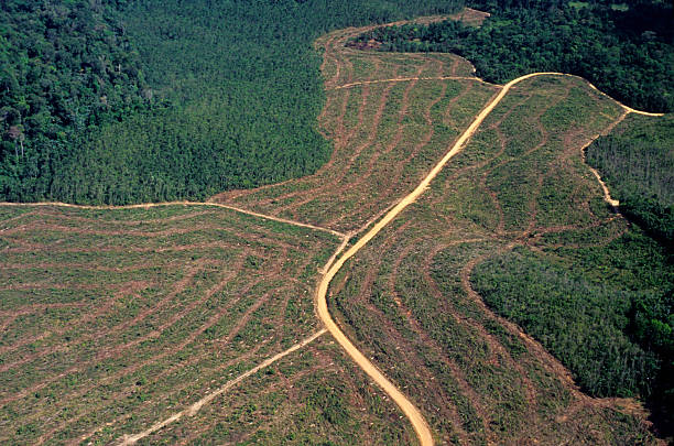 deforestación en el amazonas - amazonía del perú fotografías e imágenes de stock