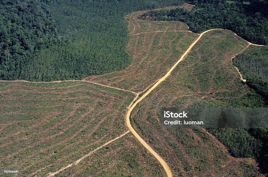森林破壊、アマゾン - 森林破壊のロイヤリティフリーストックフォト