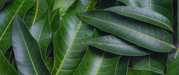 istock Mango leaves background, beautiful fresh green group with clear leaf vein texture detail, copy space, top view, close up, macro. Tropical concept. 1159566969