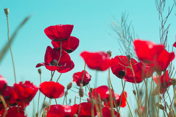 istock Red poppy flowers against the blue sky 1159568214