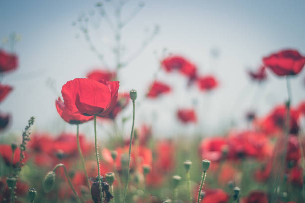 istock Red poppy flowers against the sky 1159568221