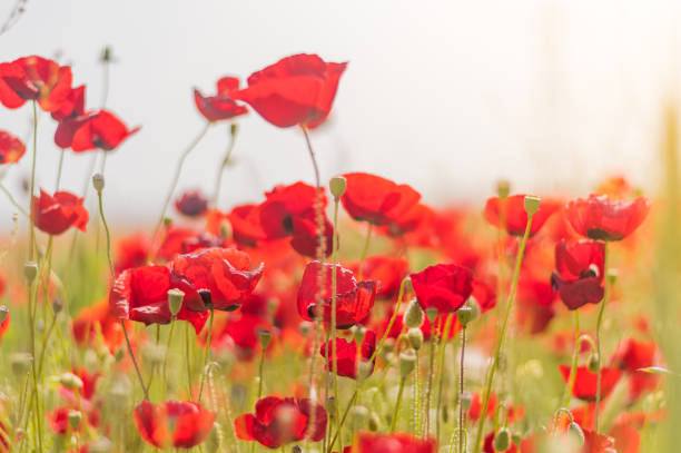 istock Red poppy flowers against the sky 1159568236