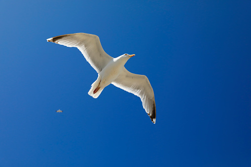 seagull bird during flight in the sky.