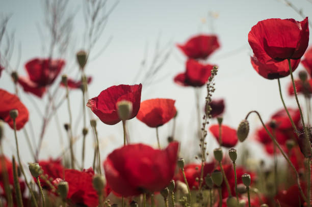 istock Red poppy flowers against the sky 1159568302