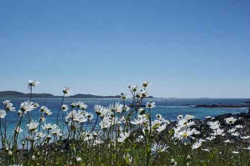 Daisies and sea view on Iona Island