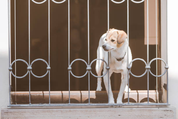 A cute little dog with large ears looking out of a window of an old facade, lonely and faithful