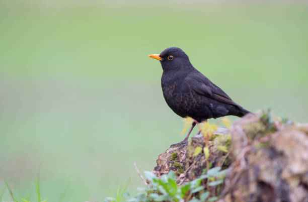 istock Common Blackbird on green background. Turdus merula 1159569587