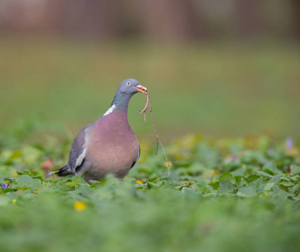 istock Common wood pigeon (Columba palumbus) 1159569622