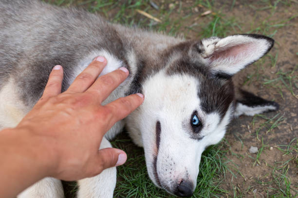istock Husky puppy playing with owner 1159569959