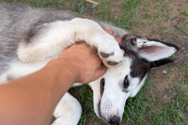 istock Husky puppy playing with owner 1159570010