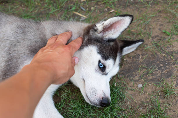 istock Husky puppy playing with owner 1159570097