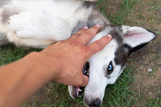 istock Husky puppy playing with owner 1159570107