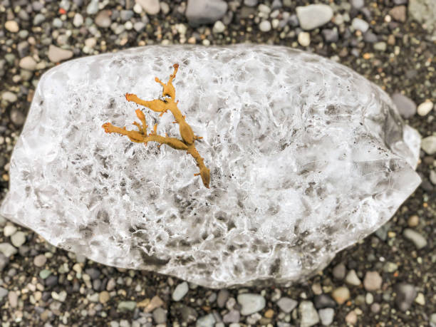 istock An endemic plant on ice in Iceland 1159570251