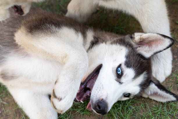 istock Cute husky puppy 1159570290