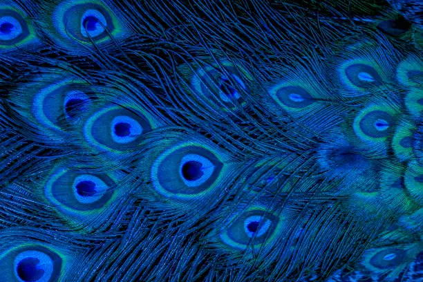 Photo of Peacock feathers in closeup