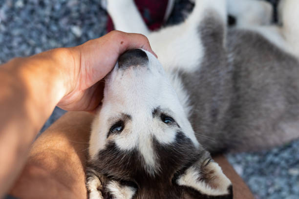istock Husky puppy playing with owner 1159570506
