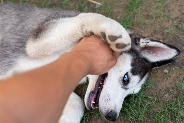istock Husky puppy playing with owner 1159570615