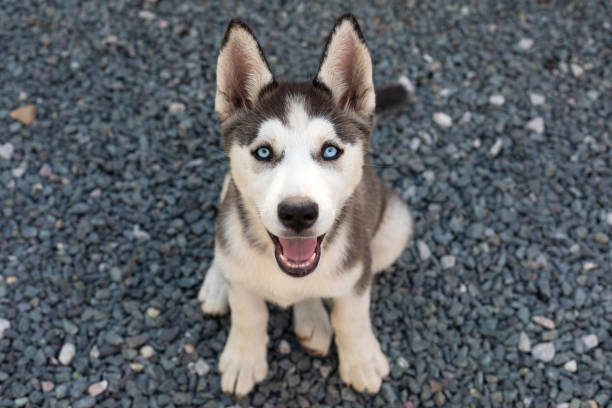 Cute husky puppy stock photo