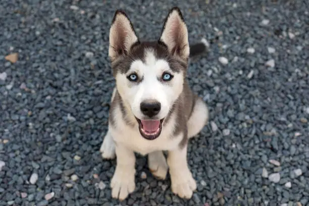 Photo of Cute husky puppy