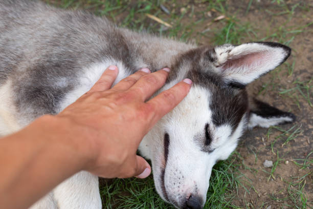 istock Husky puppy playing with owner 1159570685