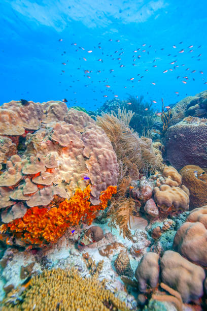 istock Caribbean coral garden 1159571522