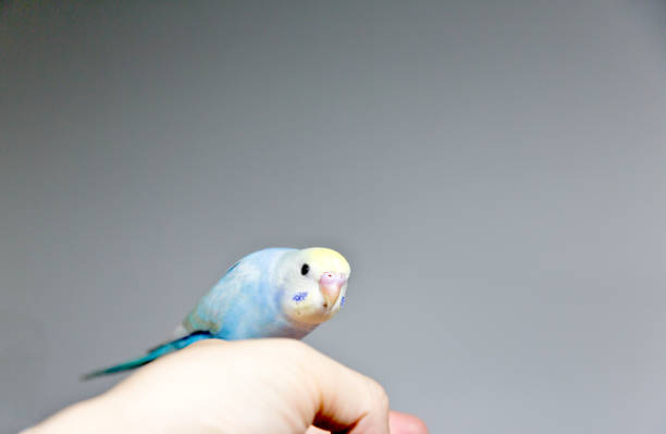 istock The budgerigar (parakeet)which relaxes in a room 1159571736