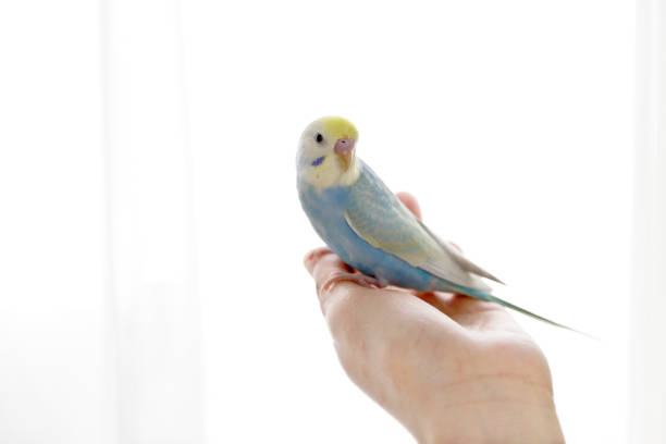 istock The budgerigar (parakeet)which relaxes in a room 1159571737