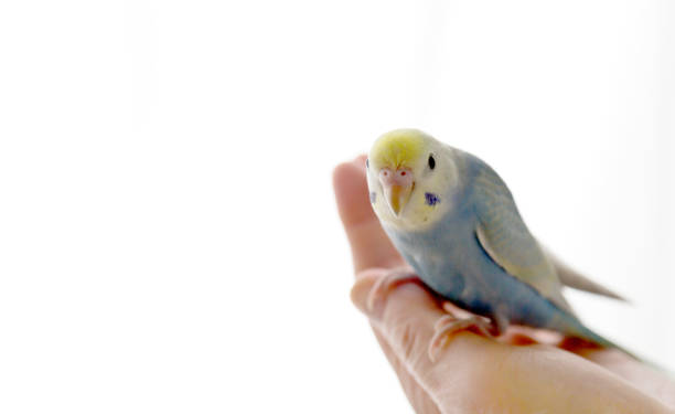 istock The budgerigar (parakeet)which relaxes in a room 1159571738