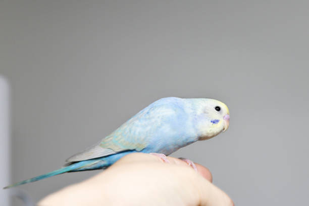 istock The budgerigar (parakeet)which relaxes in a room 1159571821