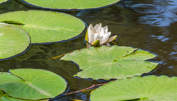 istock White Water Lily and Lily Pads on a Pond in Summer 1159572028