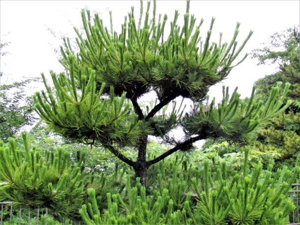 istock Not only Cherry tree (Sakura in Japanese), but Pine tree (matsu in Japanese) is the simbol of Japan 1159572253