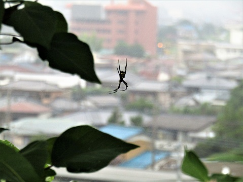 Spider in spiderweb against urban background.