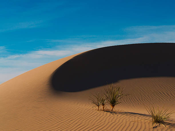 A dunas - fotografia de stock