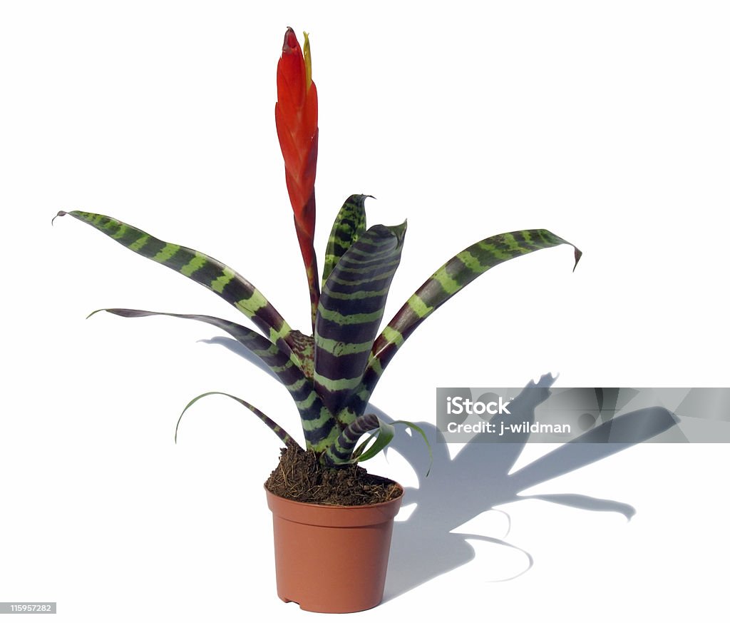 Window plant Window plant "vriesea splendens" (isolated on white, with path, with shadow) Agreement Stock Photo