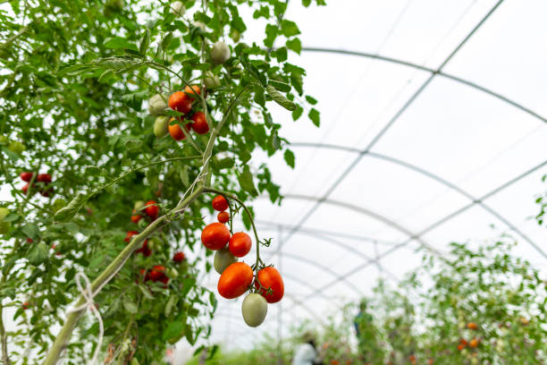 istock Tomato cultivation in greenhouses 1159573019