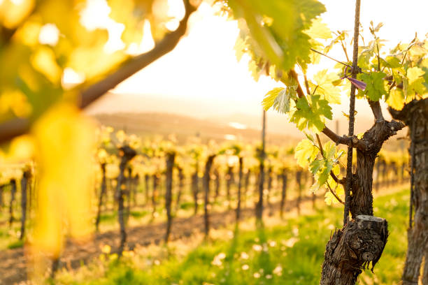 sonnenuntergang in den weinbergen - berühmte donautal (krems) - niederösterreich - sunlit grapes stock-fotos und bilder