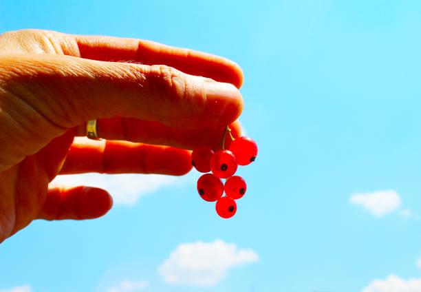 Ribes rubrum commonly Red currant in the hand with blue sky in background, macro photography, summer day