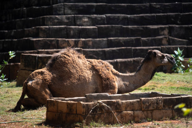 istock Camels resting in the desert 1159573467