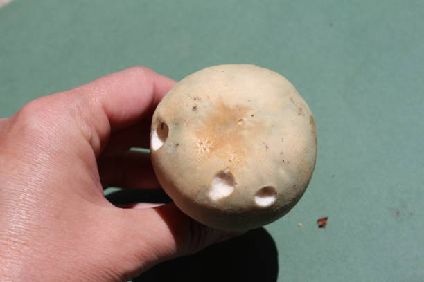 russula virescens, a beautiful green russula, commonly greencracked brittlegill edible mushroom on green background, very tasty, macro photography - virescens imagens e fotografias de stock