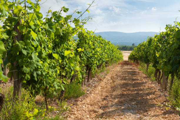 istock Landscape of vineyard 1159576748