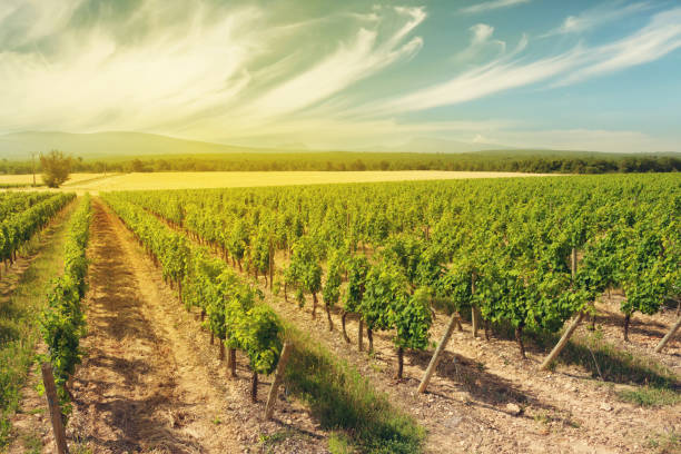 istock Landscape of vineyard 1159576944