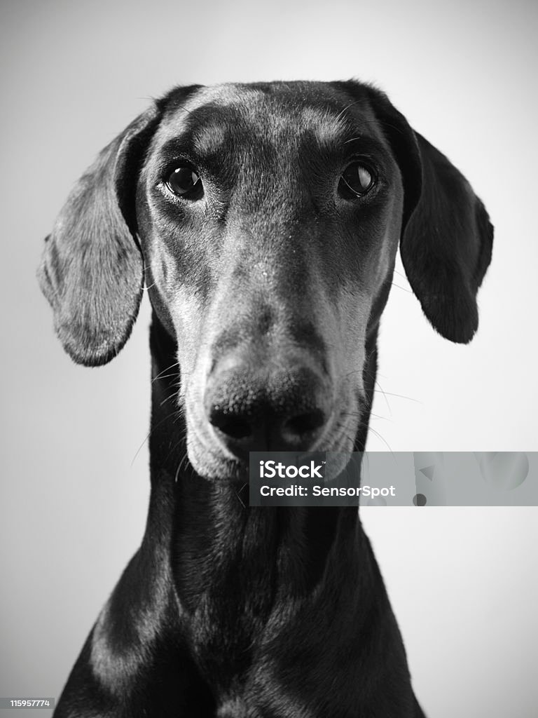 Dog portrait. Beautiful dobermann female portrait. Shallow deep of field (focus on eyes). Black And White Stock Photo