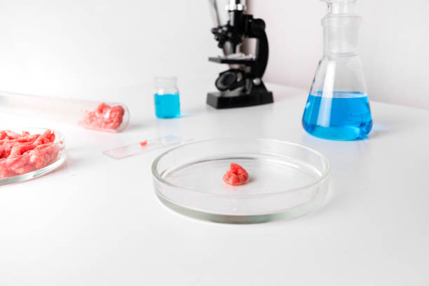 istock Minced meat in glass Petri dish for Laboratory studies with microscope. Chemical experiment. 1159578110