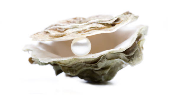 istock Oyster with pearl isolated 1159578236