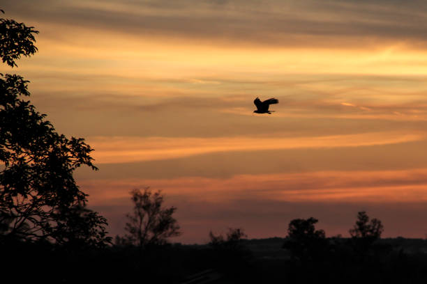 istock Flying away to home 1159579533