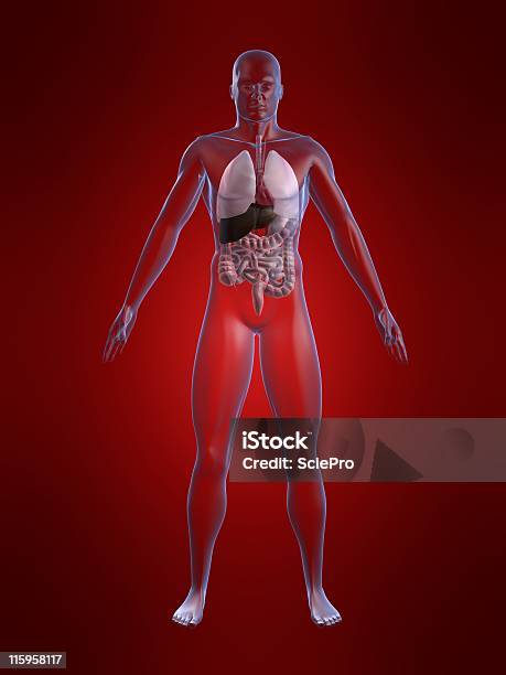 Human Anatomy Stock Photo - Download Image Now - Abdomen, Anatomy, Autopsy