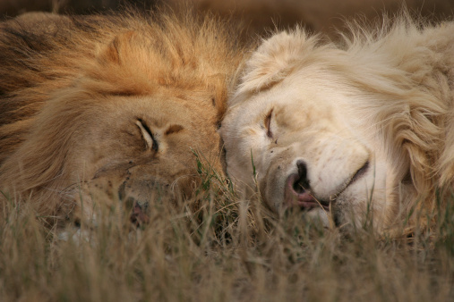 two male lions, South Africa