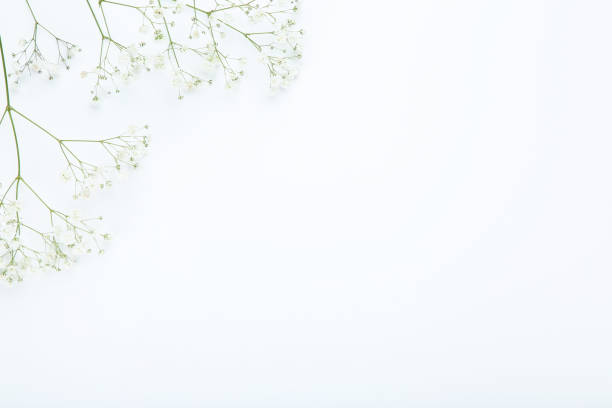 istock Gypsophila flowers on white background 1159581935