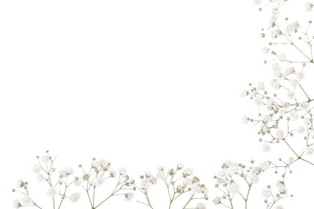 istock Gypsophila flowers isolated on white background 1159581943